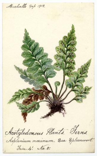 sea spleenwort (asplenium marinum)
