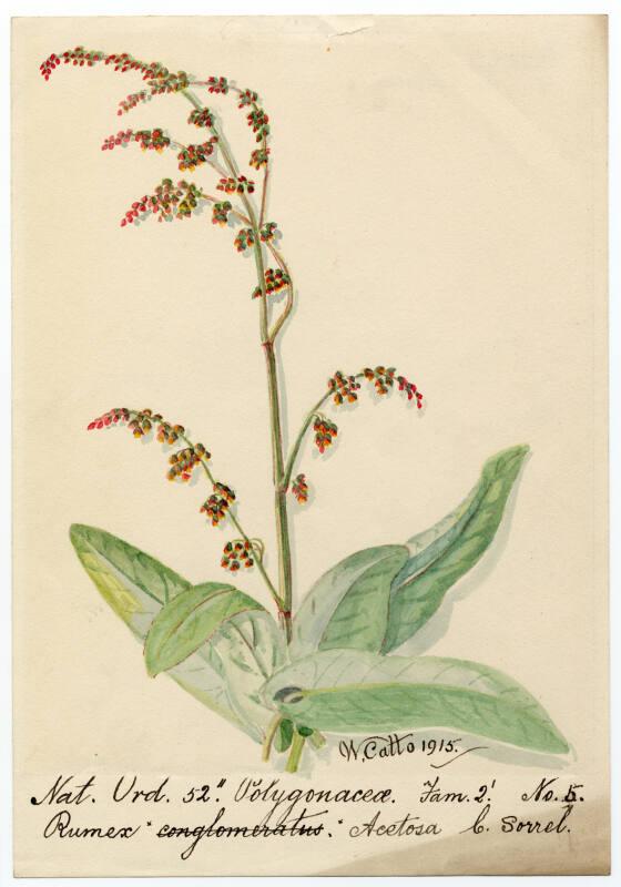 Common sorrel (rumex acetosa)