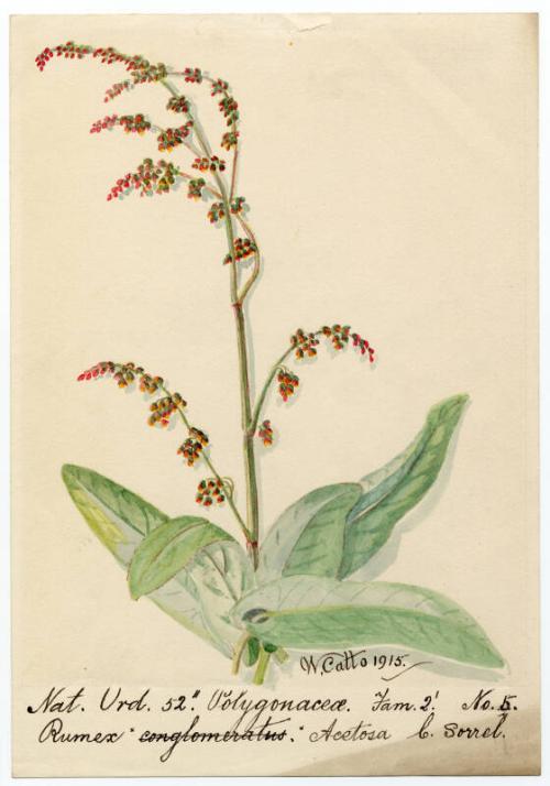 Common sorrel (rumex acetosa)