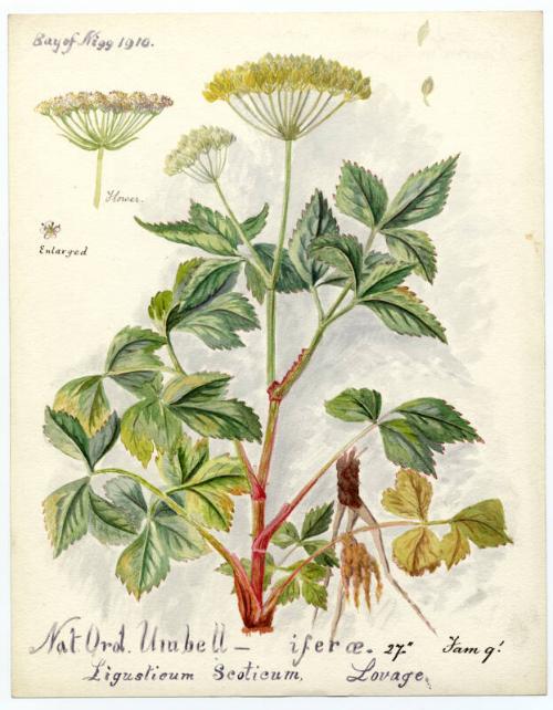 lovage (ligusticum scoticum)