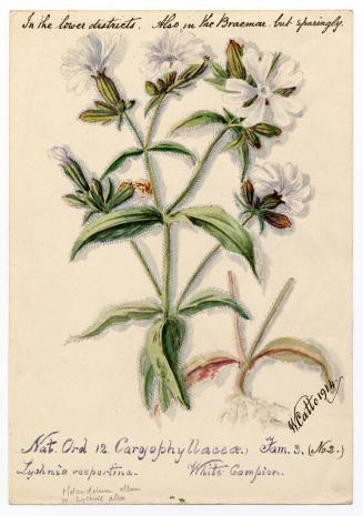 White campion (melandrium album)