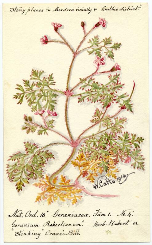 Herb Robert or Stinking Crane's Bill (geranium robertianum)