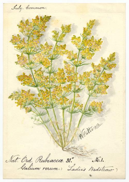 Ladies bedstraw (galium verum)