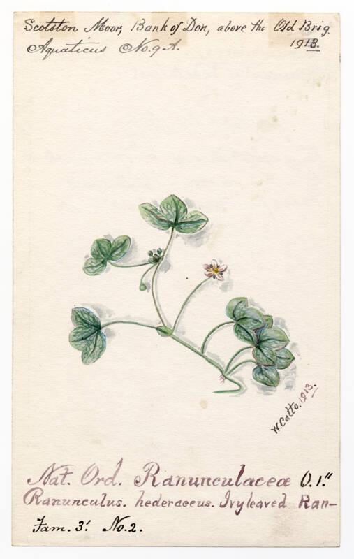 Ivy-leaved crowfoot (ranunculus hederaceus)