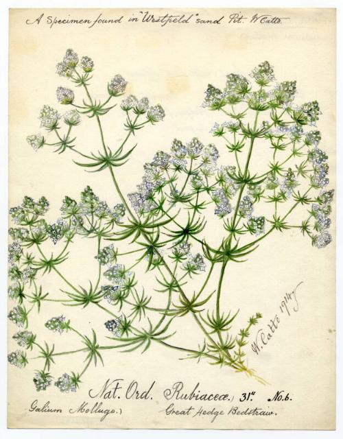 Great hedge bedstraw (galium mollugo)