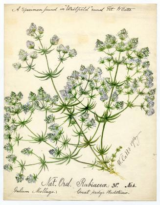 Great hedge bedstraw (galium mollugo)