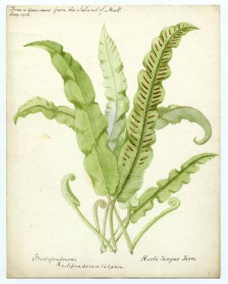 Harts tongue fern (phyllitis scolopendrium)