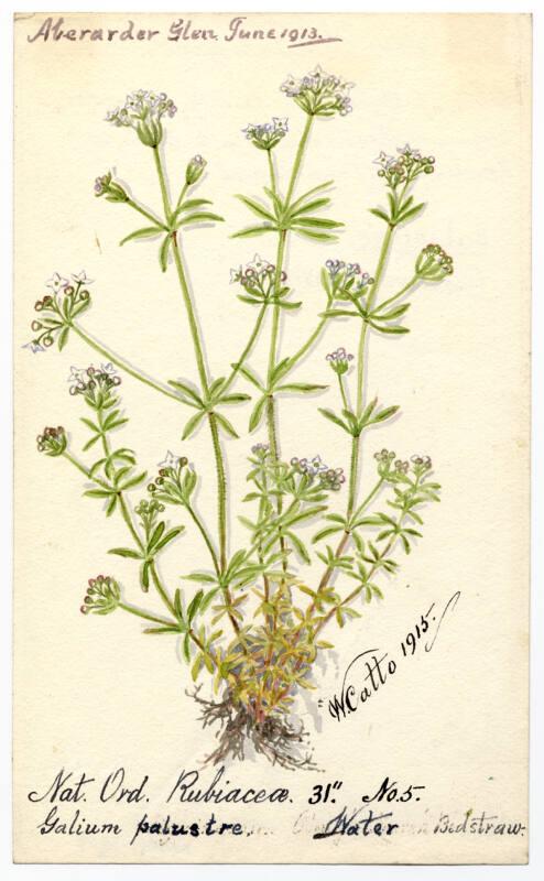 Water Bedstraw (galium palustre)