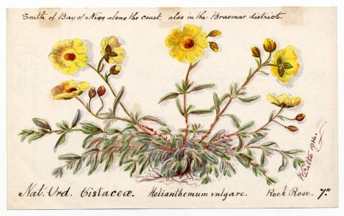 Rock rose (helianthemum chamaecistus)