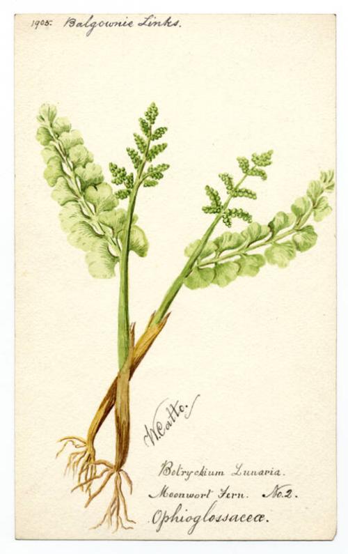 Moonwort fern (botrychium lunaria)