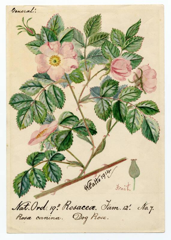 Dog rose (rosa canina)