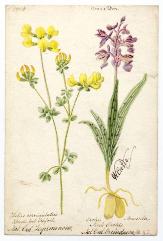 Bird's-foot Trefoil and Male Orchis