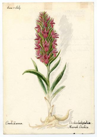 Marsh Orchis (orchis strictifolia)