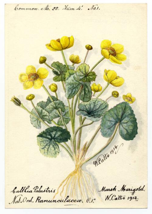 Marsh marigold (caltha palustris)