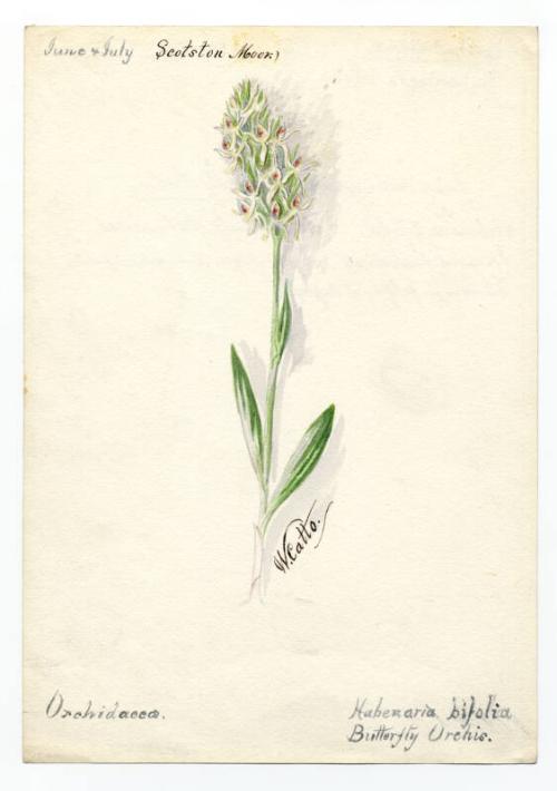 Butterfly Orchis (platanthera bifolia)