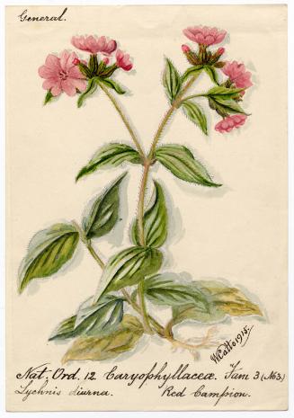 Red campion (melandrium rubrum)