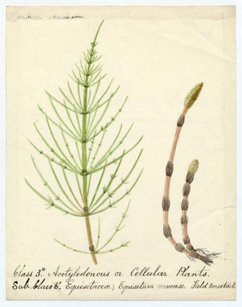 Acotyledonous or Cellular Plants