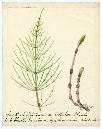 Acotyledonous or Cellular Plants