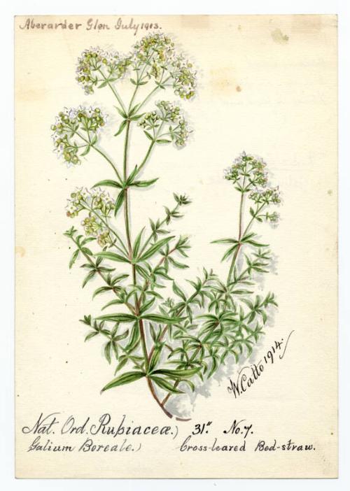 Cross-leaved Bedstraw (galium boreale)