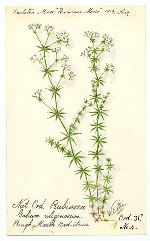 Rough Marsh Bedstraw (galium uliginesum)