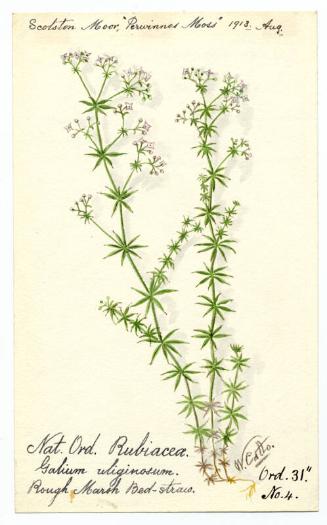 Rough Marsh Bedstraw (galium uliginesum)