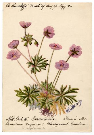 Bloody nosed gernium (geranium sanguineum)