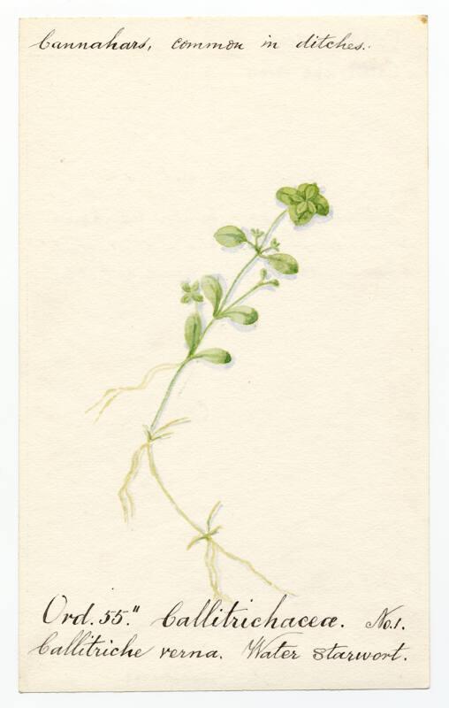 Water starwort (callitriche verna)