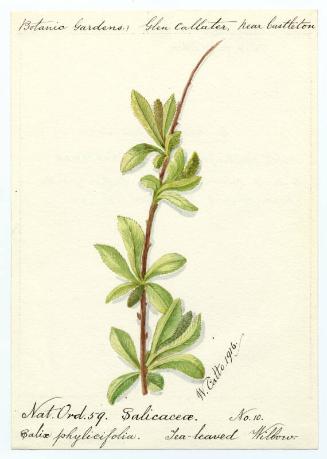 Tea-leaved willow (salix phylicifolia)