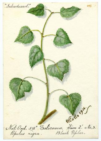 Black poplar (populus nigra)