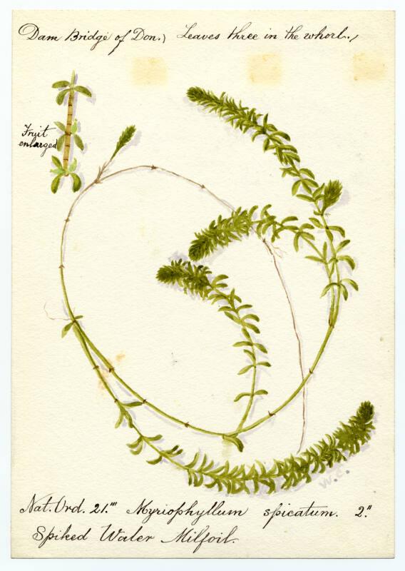 Water millfoil (myriophyllum spicatum)