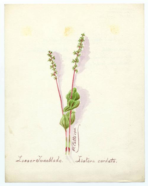 Lesser twaeblade (listera cordata)