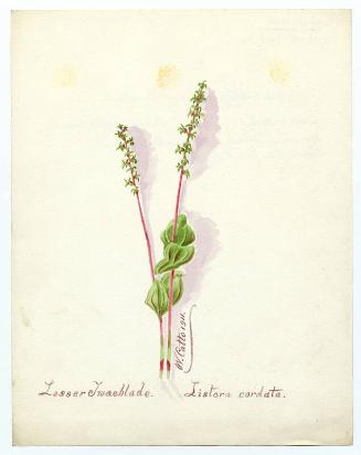 Lesser twaeblade (listera cordata)