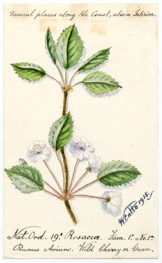 Wild cherry (prunus avium)