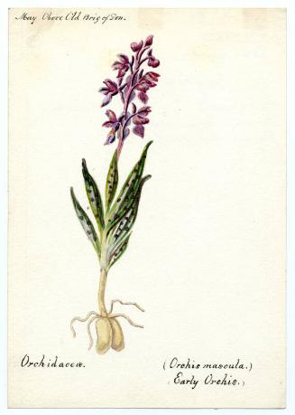 Early Orchis (orchis mascula)