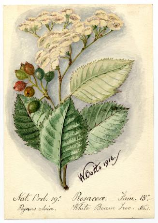 White beam tree (sorbus aria)