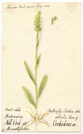 Butterfly Orchis (platanthera bifola)