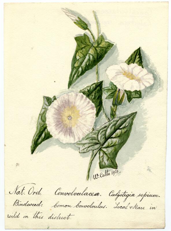 Bindweed (calystegia sepium)