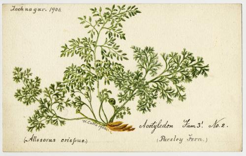 Parsley fern (crytogramma crispa)