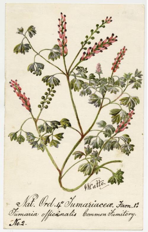 Common fumitory (fumaria officinalis)