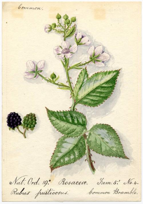 Common Bramble (rubus fruiticosus)