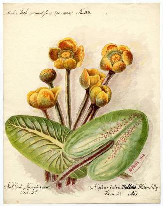 Yellow water lily (nuphar lutea)