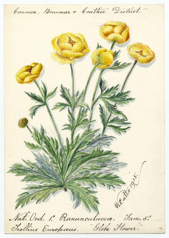 Globe flower (trollius europaeus)