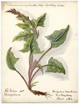 Good King Henry (chenopodium bonus-henricus)