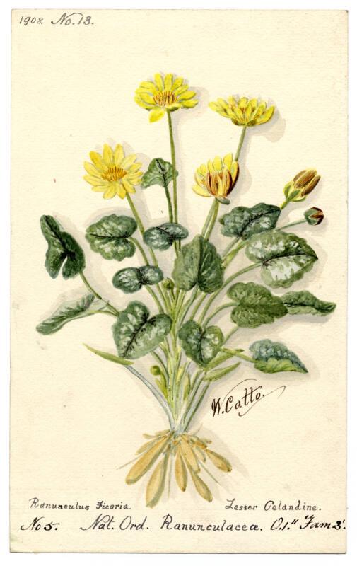 Lesser Gelandine (ranunculus ficaria)