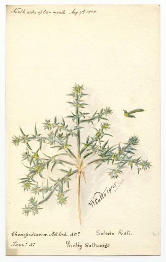 Prickly saltwort (salsola kali)