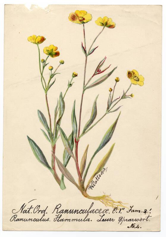 Lesser spearwort (ranunculus flammula)