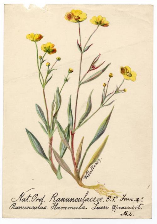 Lesser spearwort (ranunculus flammula)