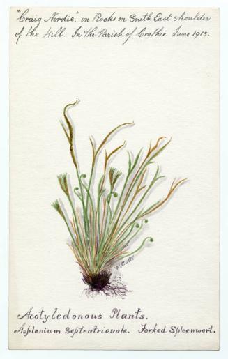 Forked spleenwort (asplenium septentrionale)