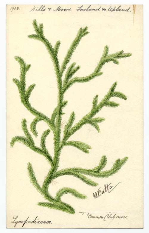 Common club-moss (lycopodium clavatum)