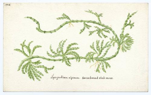 Savin leaved club-moss (lycopodium alpinum)